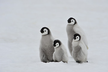 Image showing Emperor Penguin chicks in Antarctica