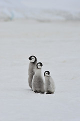 Image showing Emperor Penguin chicks in Antarctica