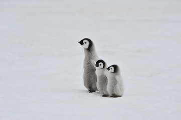 Image showing Emperor Penguin chicks in Antarctica