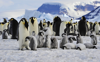 Image showing Emperor Penguins with chicks