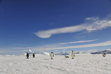 Image showing Emperor Penguin on the snow