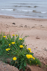 Image showing Beach Dandelions