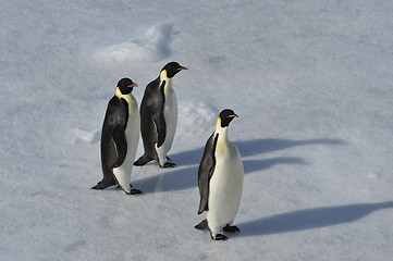 Image showing Emperor Penguin on the snow