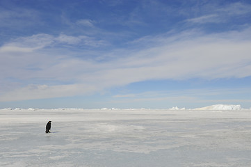 Image showing Emperor Penguin on the snow