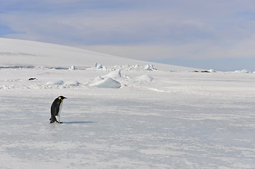 Image showing Emperor Penguin on the snow