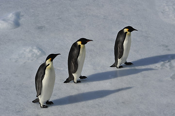 Image showing Emperor Penguin on the snow