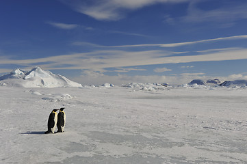 Image showing Emperor Penguin on the snow