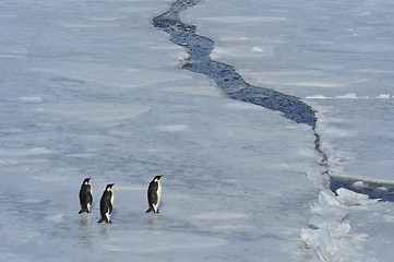 Image showing Beautiful view of icebergs Snow Hill Antarctica