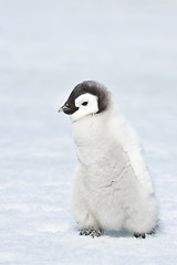 Image showing Emperor Penguin chick