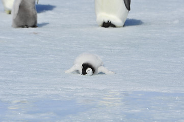 Image showing Emperor Penguin chick