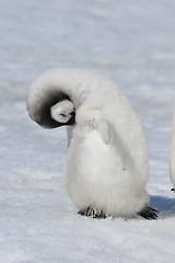 Image showing Emperor Penguin chick