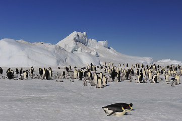 Image showing Beautiful view of icebergs Snow Hill Antarctica