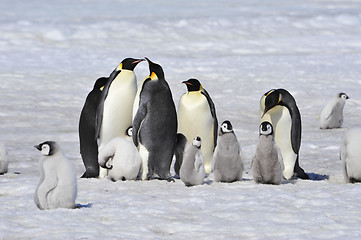 Image showing Emperor Penguins with chick