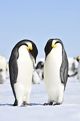 Image showing Emperor Penguins with chicks