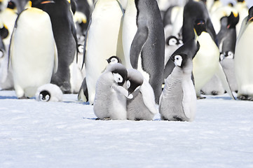 Image showing Emperor Penguins with chicks