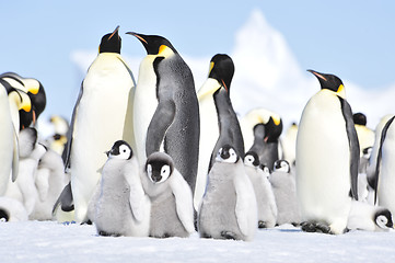 Image showing Emperor Penguins with chicks