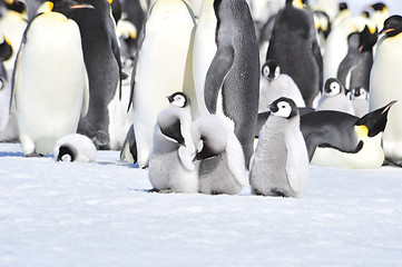 Image showing Emperor Penguins with chicks