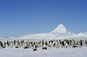 Image showing Emperor Penguins with chick