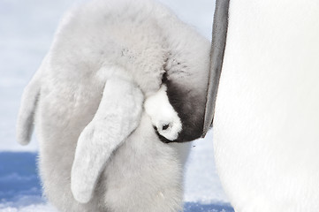 Image showing Emperor Penguin chick