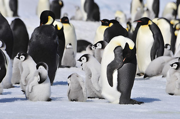 Image showing Emperor Penguins with chick