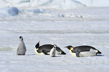 Image showing Emperor Penguins with chick