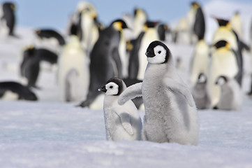 Image showing Emperor Penguins with chick