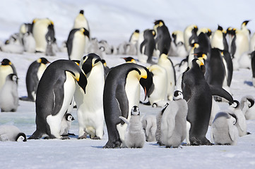 Image showing Emperor Penguins with chick