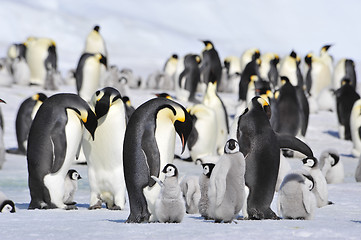 Image showing Emperor Penguins with chick