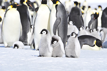 Image showing Emperor Penguins with chicks