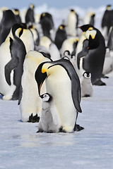 Image showing Emperor Penguins with chick