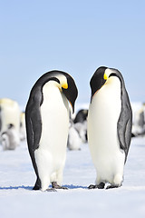 Image showing Emperor Penguins with chicks