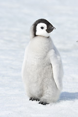 Image showing Emperor Penguin chick