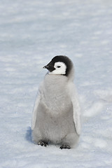 Image showing Emperor Penguin chick