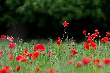 Image showing Many poppies in a field a cloudy sommer day