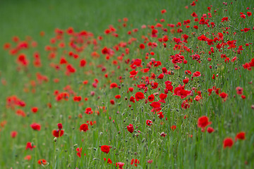 Image showing Many poppies in a field a cloudy sommer day