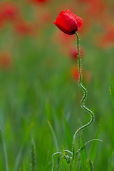 Image showing Many poppies in a field a cloudy sommer day