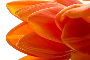 Image showing Orange and red tulip flowers closeup