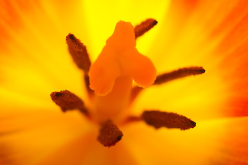 Image showing Orange and red tulip flowers closeup