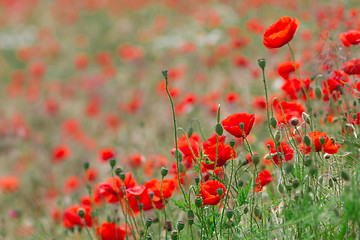 Image showing Many poppies in a field a cloudy sommer day