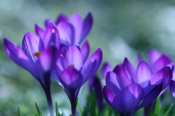 Image showing Close up of violet crocus flowers in a field