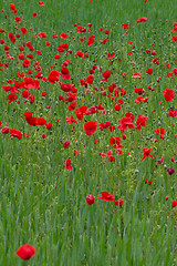 Image showing Many poppies in a field a cloudy sommer day