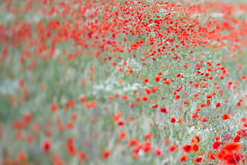 Image showing Many poppies in a field a cloudy sommer day