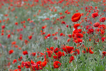 Image showing Many poppies in a field a cloudy sommer day