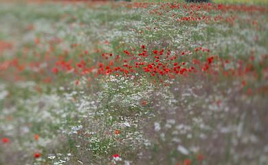 Image showing Many poppies in a field a cloudy sommer day