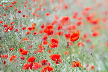 Image showing Many poppies in a field a cloudy sommer day