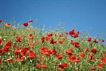 Image showing Many poppies in a field a cloudy sommer day