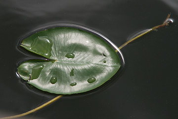 Image showing Water lily leaves
