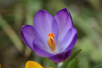 Image showing Close up of violet crocus flowers in a field