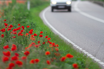 Image showing Many poppies in a field a cloudy sommer day with a car passing b