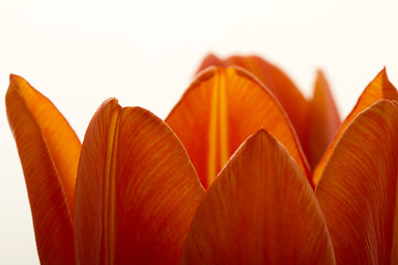 Image showing Orange and red tulip flowers closeup